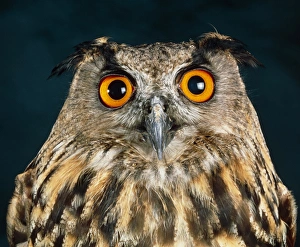 Nocturnal Bird Prints: Long-eared owl
