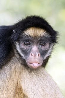 New World Monkey Species Prints: Long-haired spider monkey