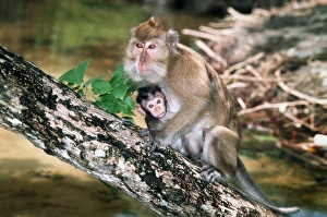 Long-tailed macaque mother and baby Long-tailed macaque mother and baby
