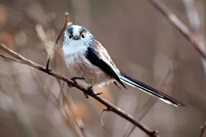 Long-tailed tit perched on a branch Print