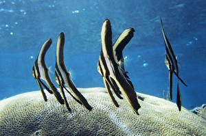 Coral Reef Animals Prints: Longfin batfish