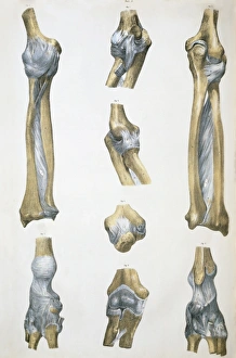 Lower arm bones and ligaments Lower arm bones and ligaments