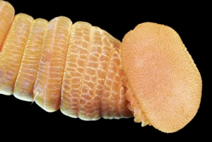 Annelid Worm Species Prints: Lugworm