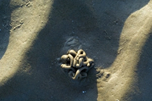 Scotland Wildlife Photos Prints: Lugworm casts
