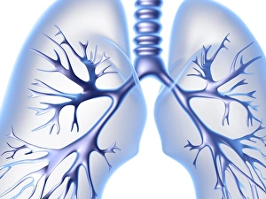 Respiratory System Diagram Prints: Lungs, computer artwork