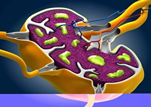 Immune System Cells Prints: Lymph node, artwork C013 / 4632