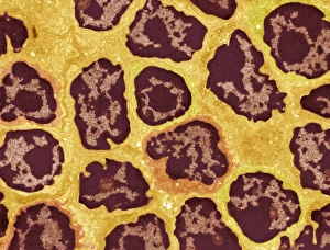 Immune System Cells Prints: Lymph node, TEM