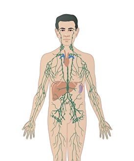 Lymphatic System Print