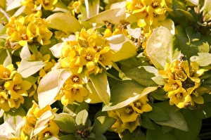 Wildflower Photography Australia Prints: Lysimachia Outback Sunset