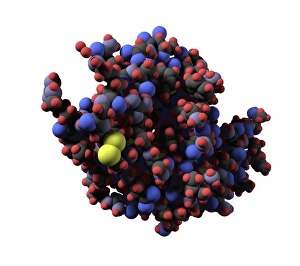Lysozyme molecule, computer artwork