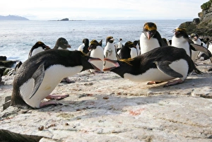 Macaroni penguin breeding display Macaroni penguin breeding display