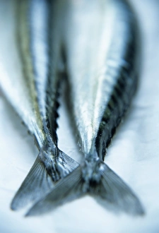 Images Dated 13th August 2004: Mackerel Tails Print - A close-up of mackerel tails in a rectangular format