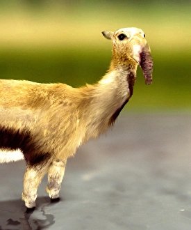 Prehistoric Mammal Prints: Macrauchenia