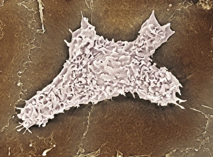 Immune System Cells Prints: Macrophage cell, SEM