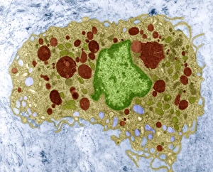White Blood Cell Structure Prints: Macrophage cell, TEM