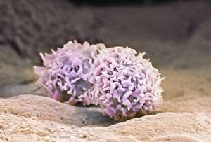 SEM Print of Macrophage Cells