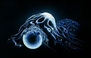Macrophage engulfing bead Macrophage engulfing bead