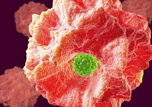 Immune System Cells Prints: Macrophage engulfing pathogen, artwork