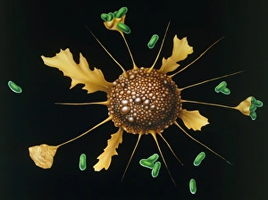 Macrophage engulfs bacteria Macrophage engulfs bacteria
