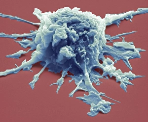Immune System Cells Prints: Macrophage, SEM