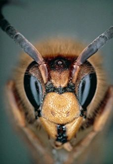 Macrophoto of head of hornet Vespa crabro Macrophoto of head of hornet Vespa crabro