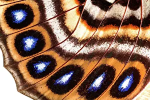 Macrophotograph of Agrias claudina wing Macrophotograph of Agrias claudina wing