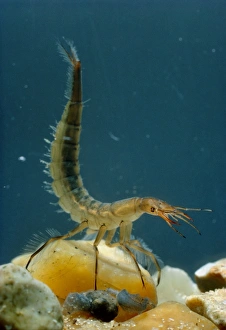Macrophotograph of the great diving beetle larva Macrophotograph of the great diving beetle larva