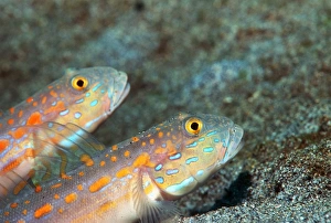 Indo Pacific Fish Prints: Maiden goby pair