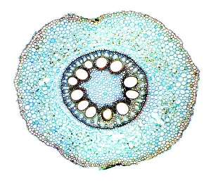 Images Dated 1st September 2009: Maize root print, light micrograph
