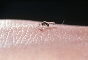 Malaria mosquito, Anopheles gambiae, feeding Malaria mosquito, Anopheles gambiae, feeding