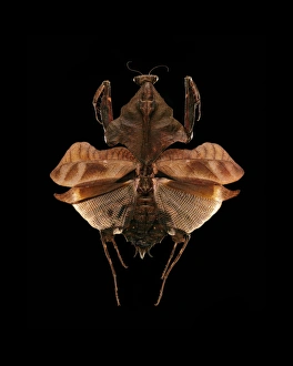 Prints of Mantis. View of the upper side of a Malaysian dead leaf mantis (Deroplatys lobata) with its wings spread. This insect inhabits Thailand, Java, Borneo, Indonesia, Sumatra and the Malay Peninsula Images Dated 2012 December: Malaysian Dead Leaf Mantis Print (8cm wingspan)