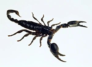 Malaysian forest scorpion Malaysian forest scorpion