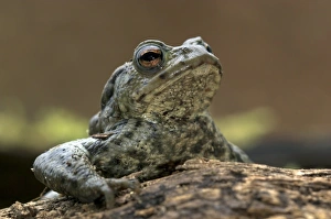 Dorset Wildlife Images Prints: Male common toad