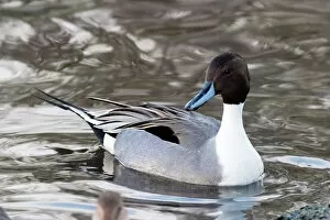 Images Dated 21st November 2006: Male pintail