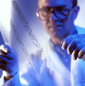 Male technician examines DNA fingerprints Male technician examines DNA fingerprints
