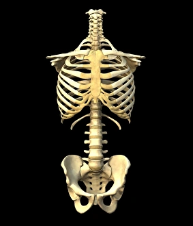 Male torso skeleton Male torso skeleton