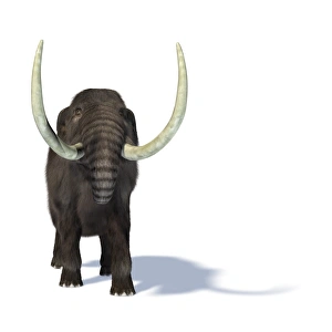 Prehistoric Mammals Prints: Mammoth, artwork