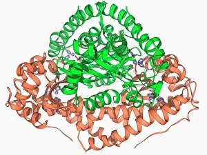 Manganese superoxide dismutase enzyme F006/9423 Manganese superoxide dismutase enzyme F006/9423