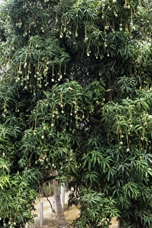Tropical Fruit Trees Prints: Mango tree