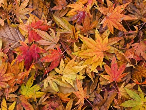 Maple Leaves Prints: Maple leaves on ground