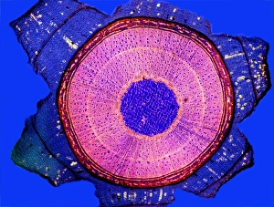 Polarised Light Microscopy Prints: Maple stem, light micrograph