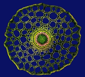 Polarised Light Microscopy Prints: Mares tail stem, light micrograph
