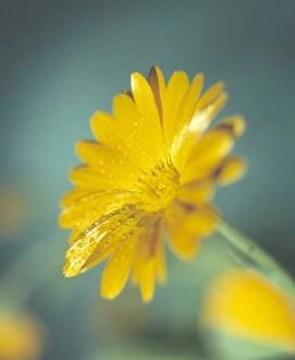 Prints of Marigold (Calendula officinalis) flower. This can be used medicinally in infusions for treating wounds, as it has an anti-inflammatory effect, and reduces pain Images Dated 2002 November: Marigold flower Print