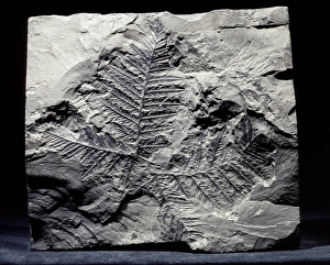 Mariopteris pteridosperm fossil C018/9391 Mariopteris pteridosperm fossil C018/9391