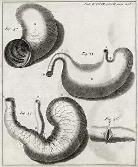 Abridged Collection: Marmot digestive system, 18th century