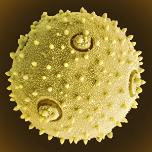 Scanning Electron Micrograph Of Pollen Prints: Marrow pollen grain, SEM