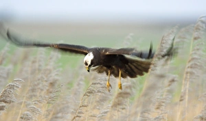 Marsh Harrier Prints: Marsh harrier