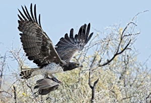 Images Dated 13th December 2013: Print of Martial Eagle in flight with prey
