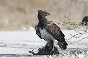 Martial Eagle with live Guinea Fowl prey Martial Eagle with live Guinea Fowl prey