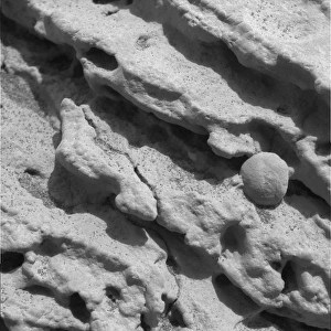 Martian rock Martian rock